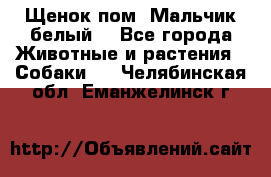 Щенок пом. Мальчик белый  - Все города Животные и растения » Собаки   . Челябинская обл.,Еманжелинск г.